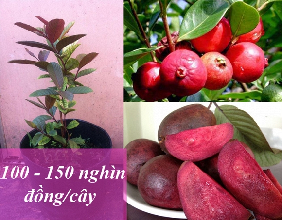 trái cây độc lạ 0