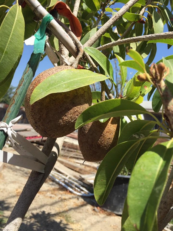 Bằng Kiều trồng cây ăn quả  7