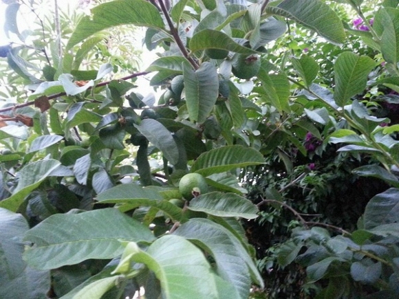 Nhà Quang Lê ở Mỹ 3 Nhà Quang Lê ở Mỹ 3