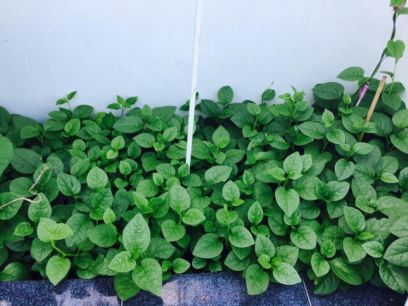 Việt Trinh trồng rau sạch  11