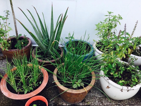 Việt Trinh trồng rau sạch  5