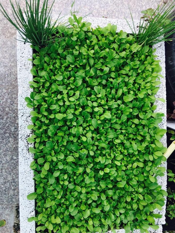 Việt Trinh trồng rau sạch  8
