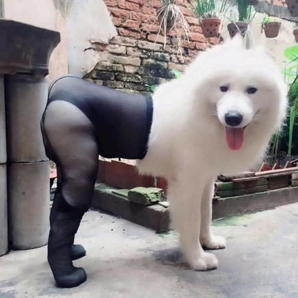Cười chảy nước mắt với loạt ảnh hài hước 3