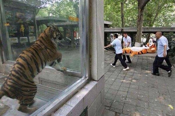 Xả stress với loạt ảnh gây cười trong cuộc sống 14