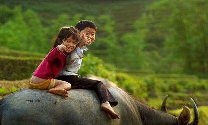 Chăm sóc tóc mùa đông bằng dầu oliu
