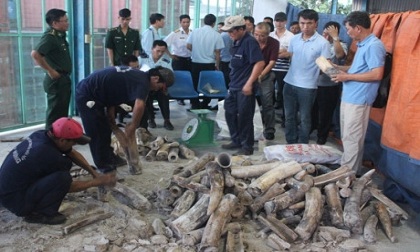 Cận cảnh hơn nửa tấn ngà voi bị bắt giữ cất giấu tinh vi trong các khối gỗ