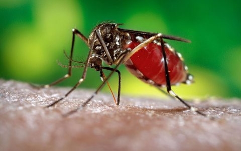 TP HCM ghi nhận 83 ca nhiễm virus Zika. Ảnh: minh họa.