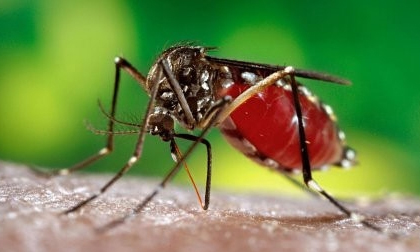 TP HCM ghi nhận thêm 4 ca nhiễm virus Zika mới lên tổng số 83 ca