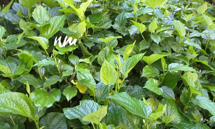 6 bệnh chữa khỏi từ lá lốt