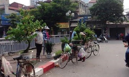 Những cảnh đời long đong theo cây xanh trên phố