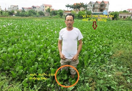 Ruộng bèo, nơi phát hiện anh Lê Văn Đăng chết phía sau Trường Tiểu học Đại Đồng.