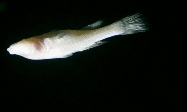 Độc đáo loài cá 