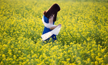 Mê mẩn cánh đồng hoa cải vàng bên sông Hồng