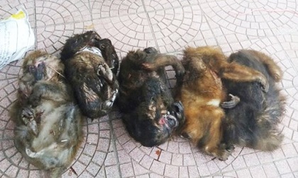 Bắt hai đối tượng chở 7 cá thể khỉ và xương động vật