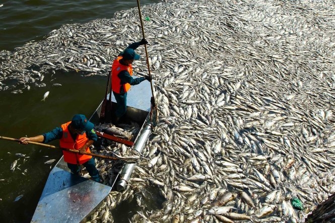 Bốn nguyên nhân cá chết hàng loạt ở Hà Nội