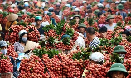 Không thương hiệu, nông sản Việt thua cả 'sân nhà' lẫn 'sân khách'