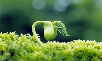 Luật nhân quả bắt nguồn từ đâu?