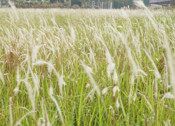  Vẻ đẹp ngỡ ngàng, màu trắng tinh khiết của hoa lau đang mùa trổ bông.