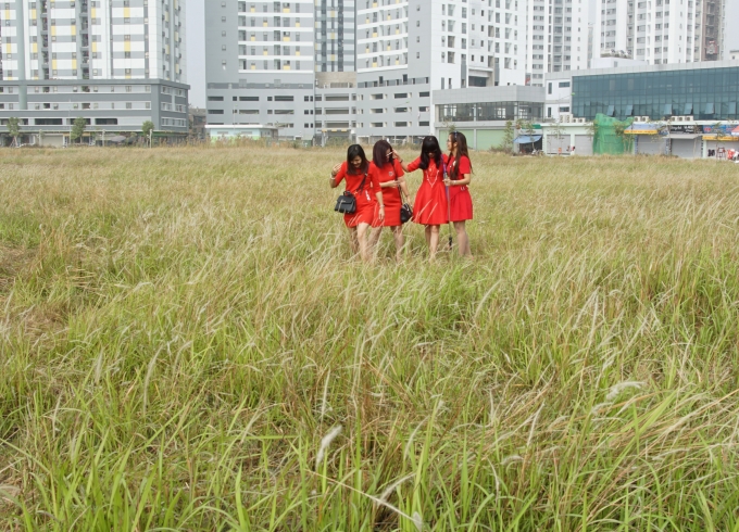 Họ hồn nhiên truyện trò,dảo bước trong vườn lau.