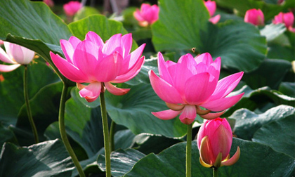 5 cây phong thủy giúp gia chủ phát tài