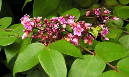 Những mẹo chữa sốt xuất huyết nên tham khảo