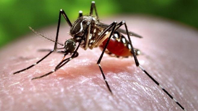 TP HCM tiếp tục ghi nhận thêm các ca nhiễm Zika mới. Ảnh: minh họa