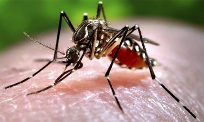 TP HCM: Duy nhất quận 8 chưa ghi nhận ca nhiễm Zika