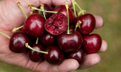 Cách phân biệt các loại quả chín tự nhiên và chín ép