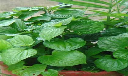 Những bài thuốc trị nhức xương khớp hay từ cây nhà lá vườn