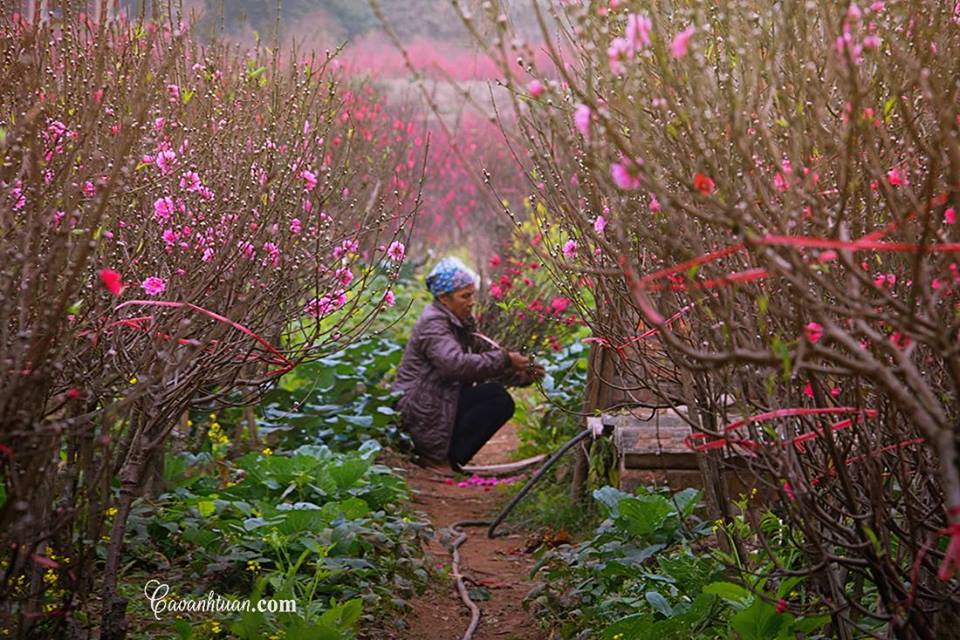 Mùa hoa xuân vào vụ Tết