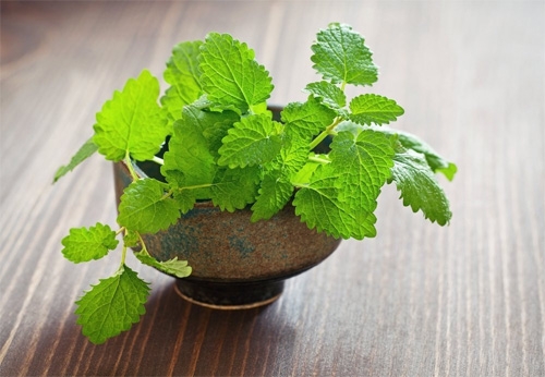5 loại cây xanh có tác dụng đuổi muỗi trong nhà