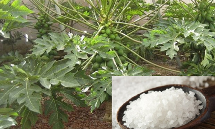 Mẹo trị đau sưng khớp bằng các bài thuốc đơn giản từ thiên nhiên