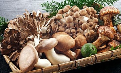 Mẹo trồng nấm tại nhà đơn giản