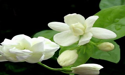 9 loại tinh dầu giúp bạn có giấc ngủ ngon