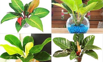Những loại cây cảnh để bàn sinh tài lộc