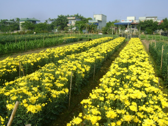 Sắc hoa khiến cho trời đông trở nêm ấm cúng hơn, xua tan cảm giác ảm đạm, lạnh lẽo vốn có.