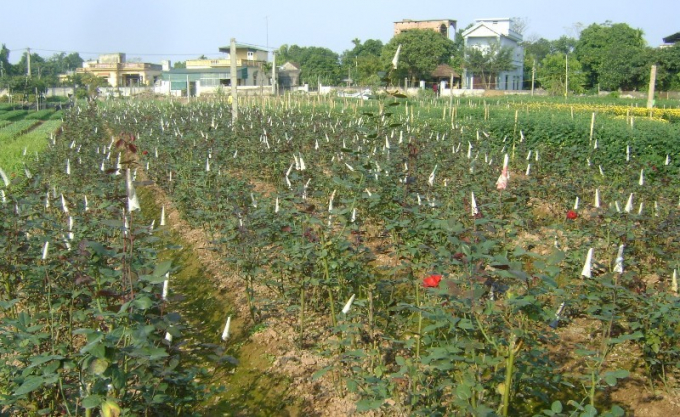 Những nụ hoa hồng đã được bọc kỹ lưỡng, chờ đón ngày thu hoạch.