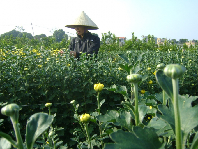   Cắt tỉa những mầm hoa bị hỏng để dồn dinh dưỡng nuôi các nụ hoa khác mập và đẹp hơn....  