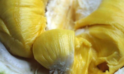 Sầu riêng và những tác dụng với sức khỏe con người