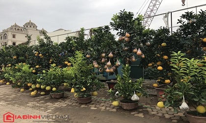 Chậu cây “ngũ quả” giá chục triệu đồng được săn lùng dịp tết Đinh Dậu