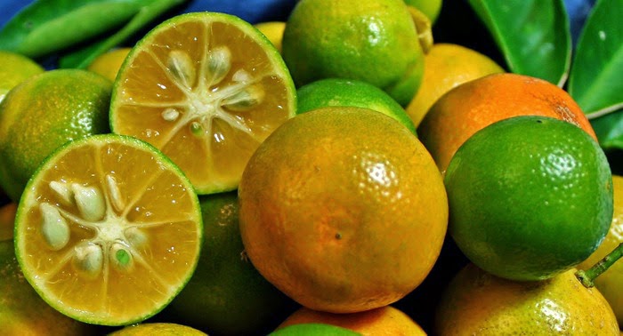 nhung-bai-thuoc-tri-ho-tu-thien-nhien-cho-me-bau--giadinhvietnam.com 5