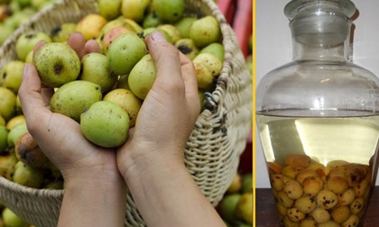 Mang thai 3 tháng ăn táo mèo được không?