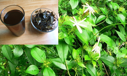 Uống chè vằng sau sinh không đúng cách dễ mất sữa