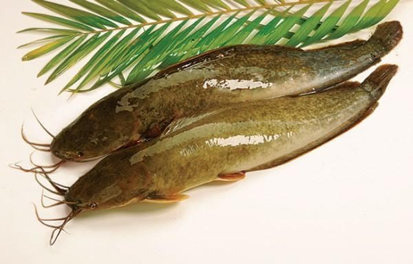 tuyet-chieu-cho-mon-ca-tre-kho-gung-thom-ngon-giadinhvietnam.com 1