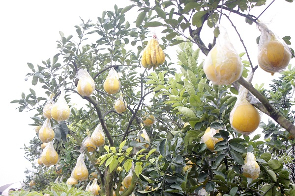 Khi mắt ghép sống và đến mùa ra quả, người làm cây mất nhiều công để chăm sóc.