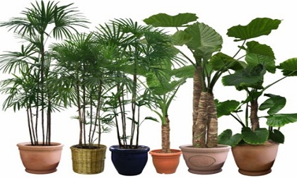 Cách chăm sóc cây cảnh trong nhà