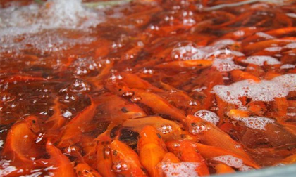 Sôi động chợ cá chép lớn nhất miền Bắc trước ngày Tết ông Táo