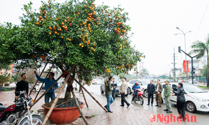 Tin nóng tối 19/1: Quýt 'khủng' 100 năm ở Nghệ An đã bán với giá 170 triệu đồng