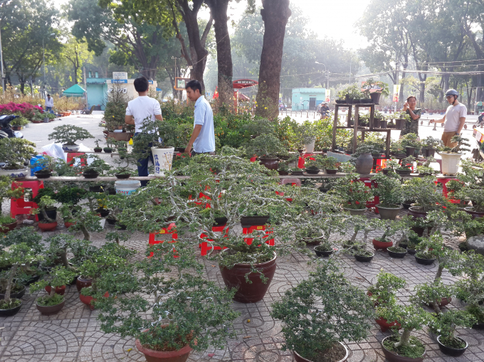 Giống như mọi năm, các loại cây bonsai cũng được bày bán với số lượng lớn.