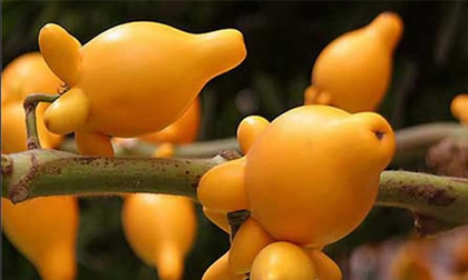 Nguy hiểm khôn lường từ 'quả dư' trên mâm ngũ quả